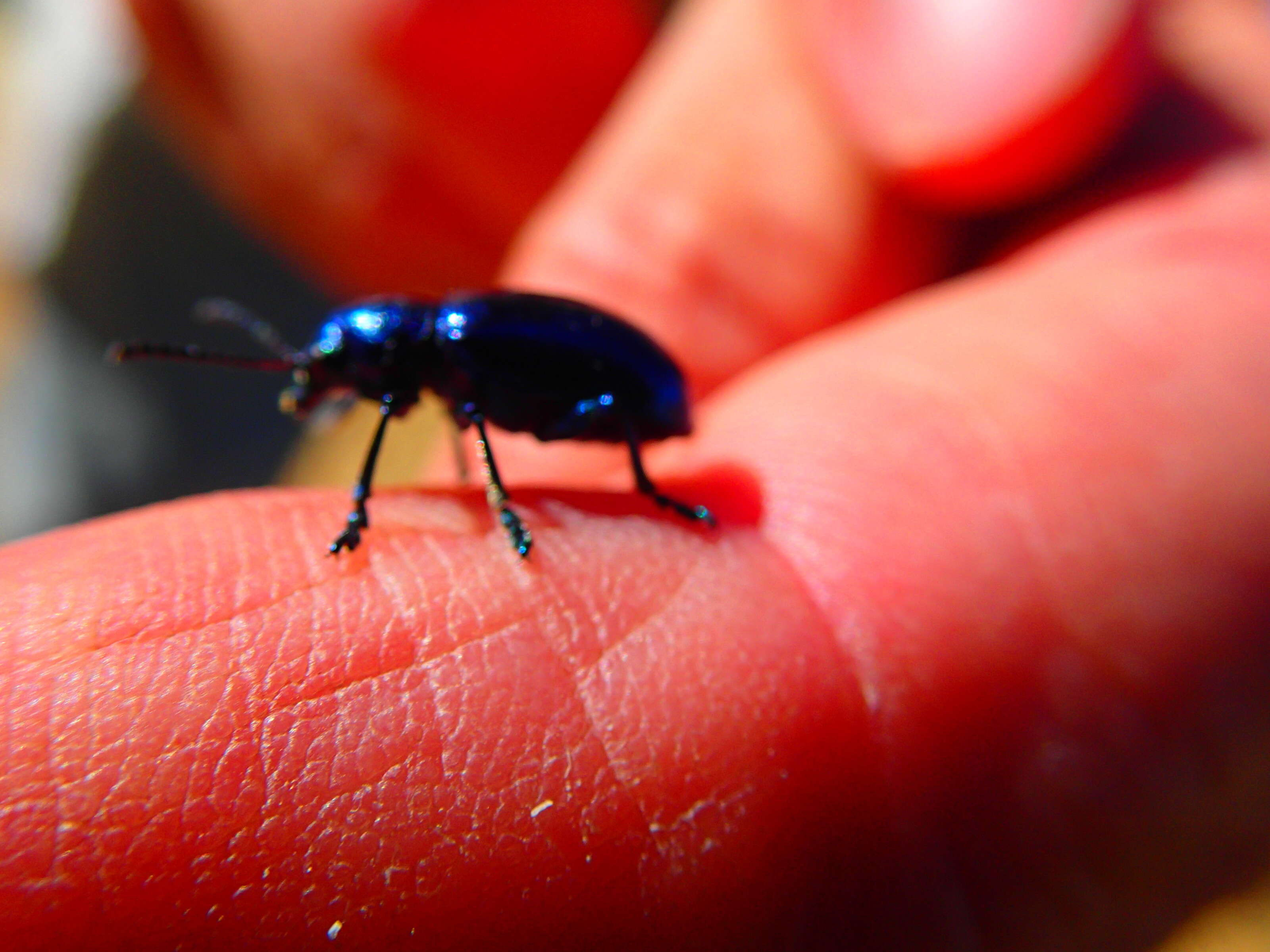 Image of Cobalt Milkweed Beetle