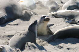 Image of Northern Elephant Seal