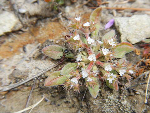 Image of San Bernardino spineflower