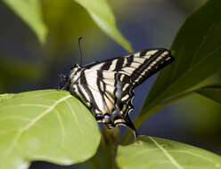 صورة Papilio rutulus Lucas 1852