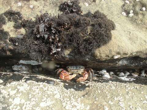 Image of striped shore crab