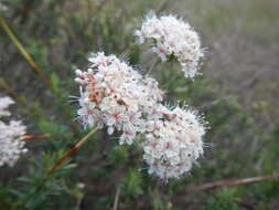 Imagem de Eriogonum fasciculatum Benth.