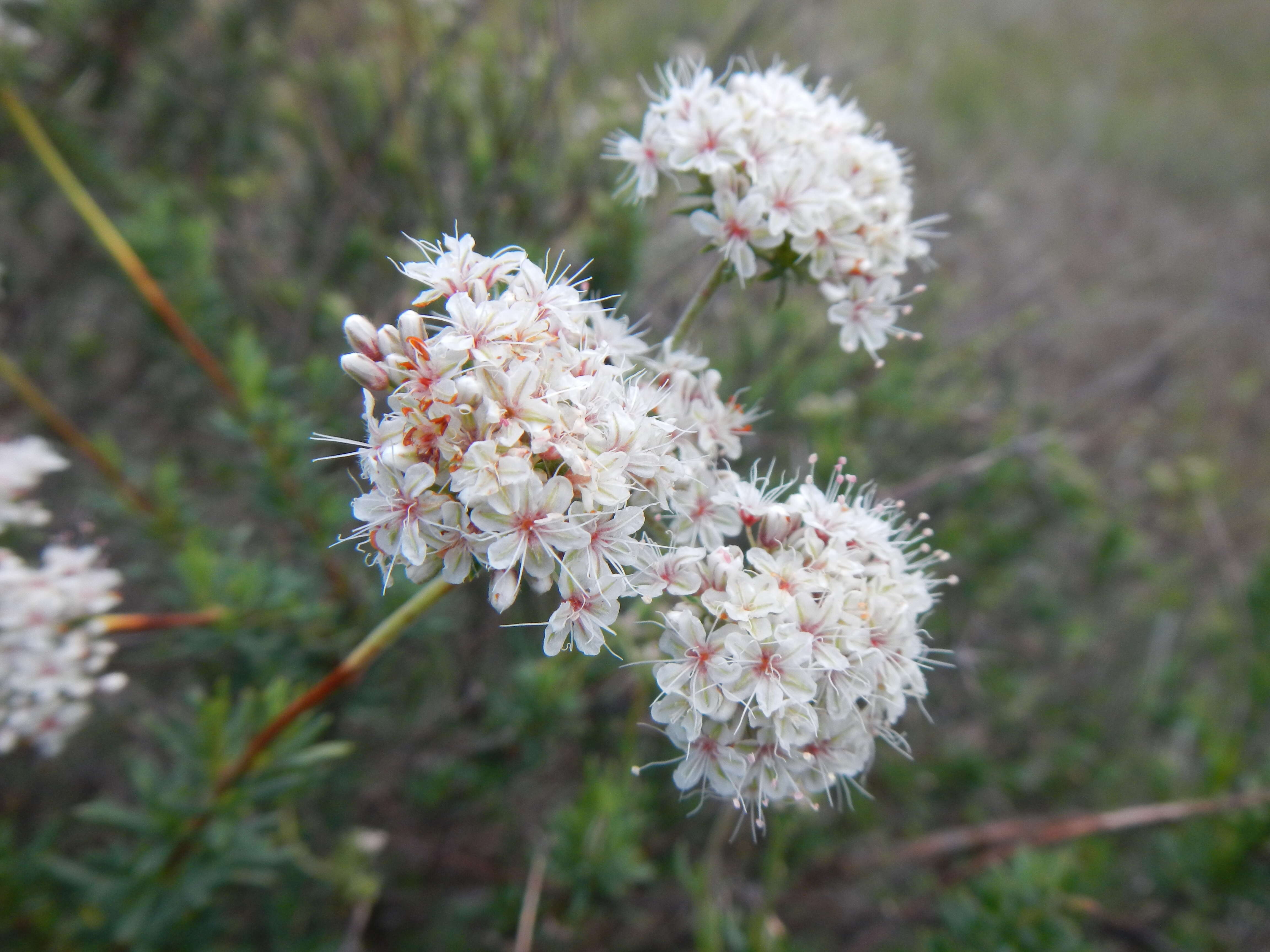 Imagem de Eriogonum fasciculatum Benth.