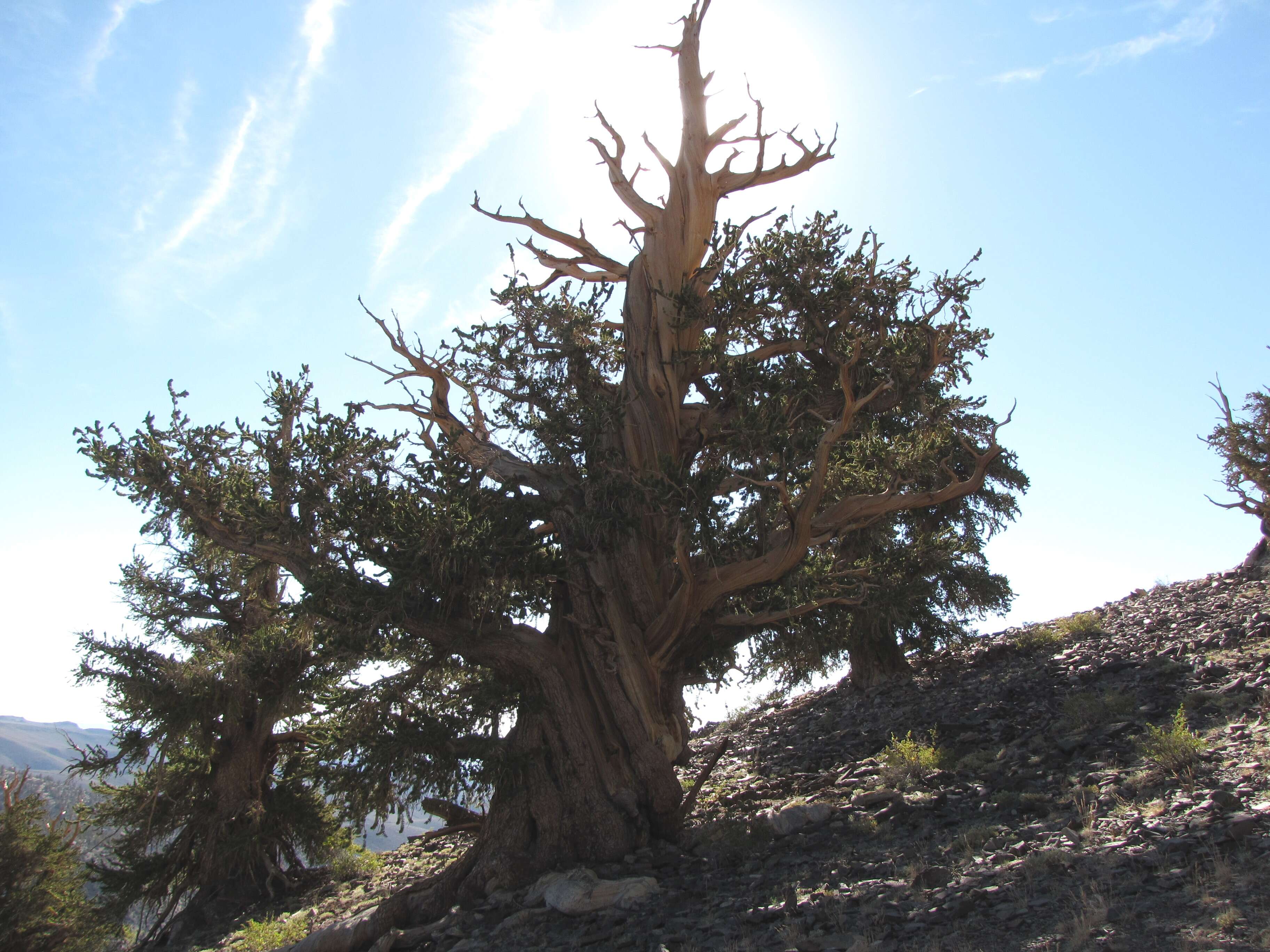 Image of Great Basin bristlecone pine