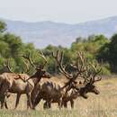 Image of Cervus canadensis nannodes