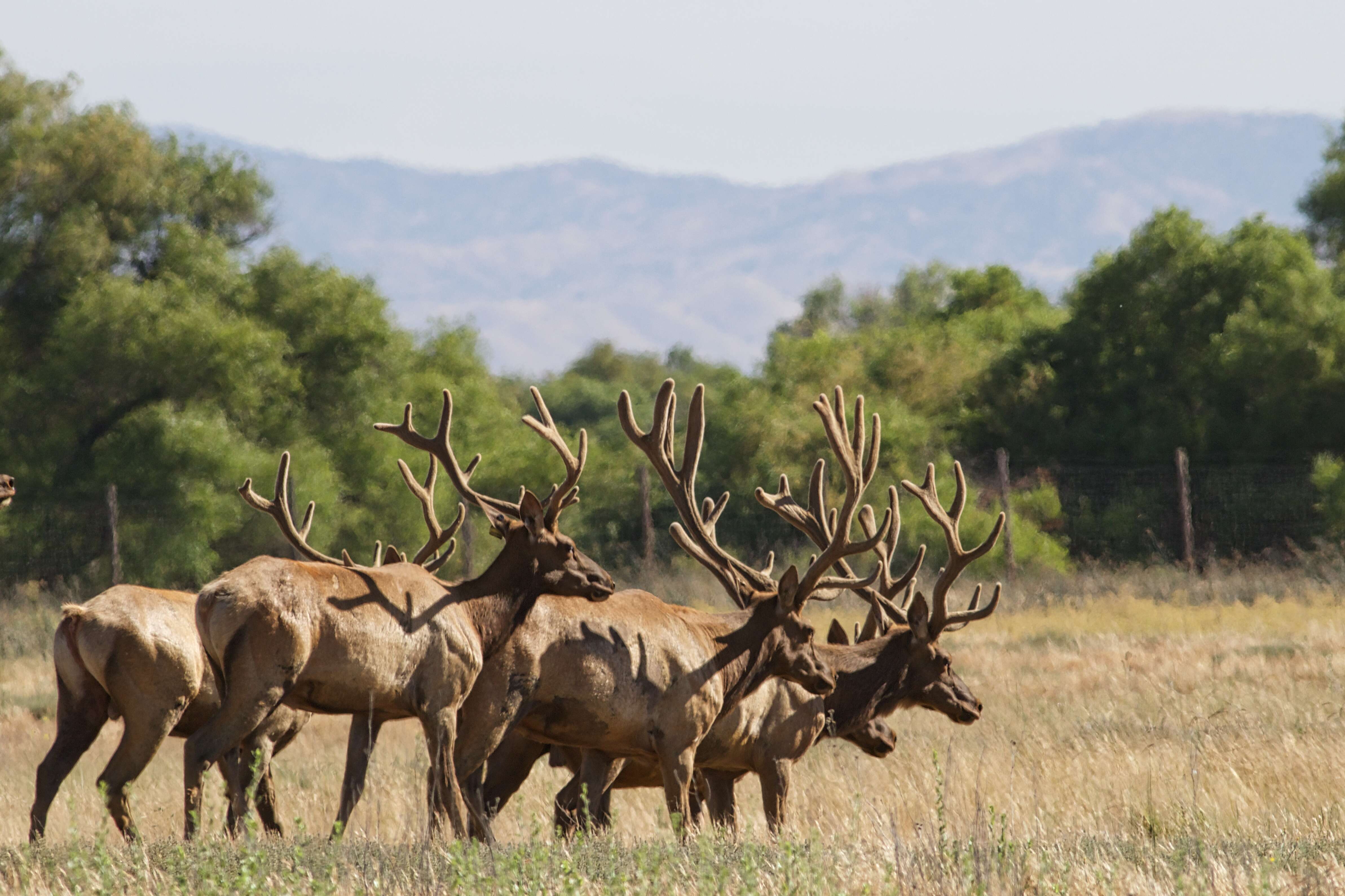 Image of Cervus canadensis nannodes