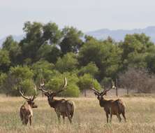 Image of Cervus canadensis nannodes