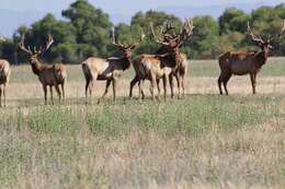 Image of Cervus canadensis nannodes