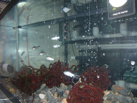 Image of Devil's Hole pupfish