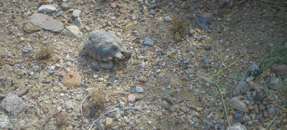 Image of desert tortoise