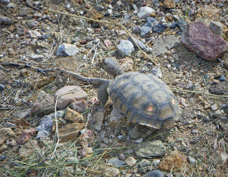 Image of desert tortoise