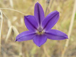 صورة Brodiaea filifolia S. Watson