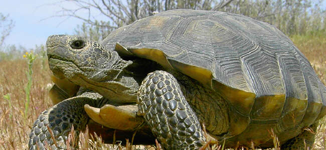 Image of desert tortoise