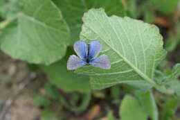 Image of Silvery Blue