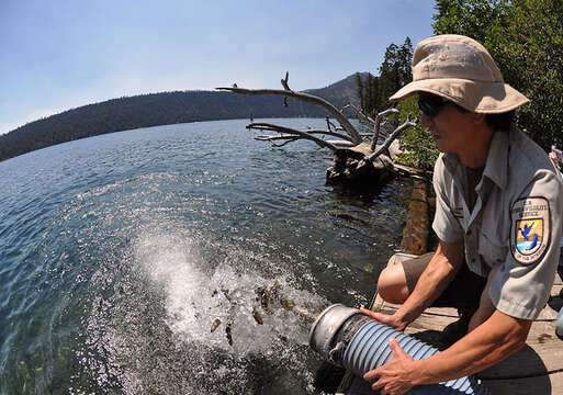 Image of Oncorhynchus clarki henshawi