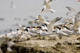 Image of Elegant Tern