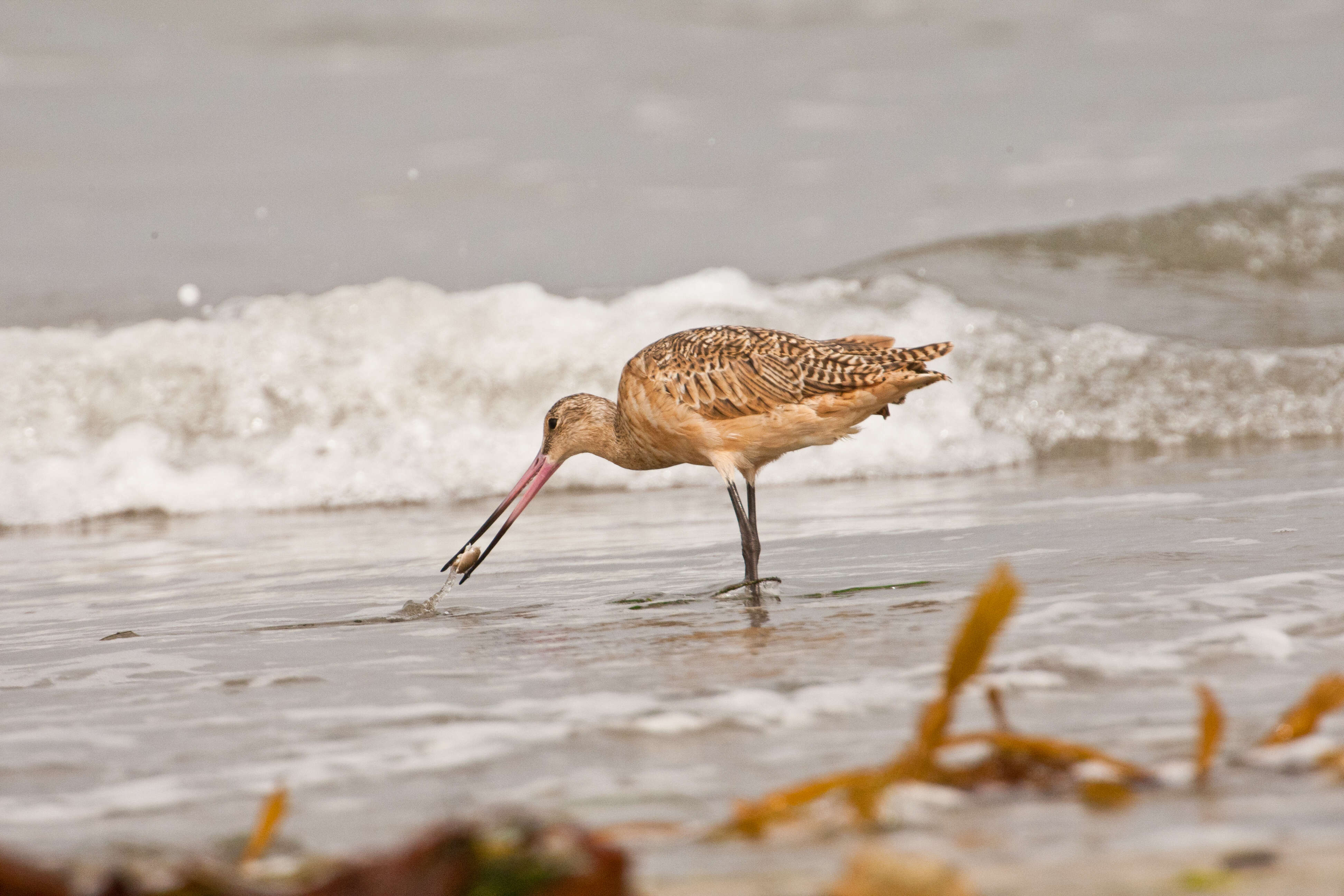 Image of Marbled Godwit