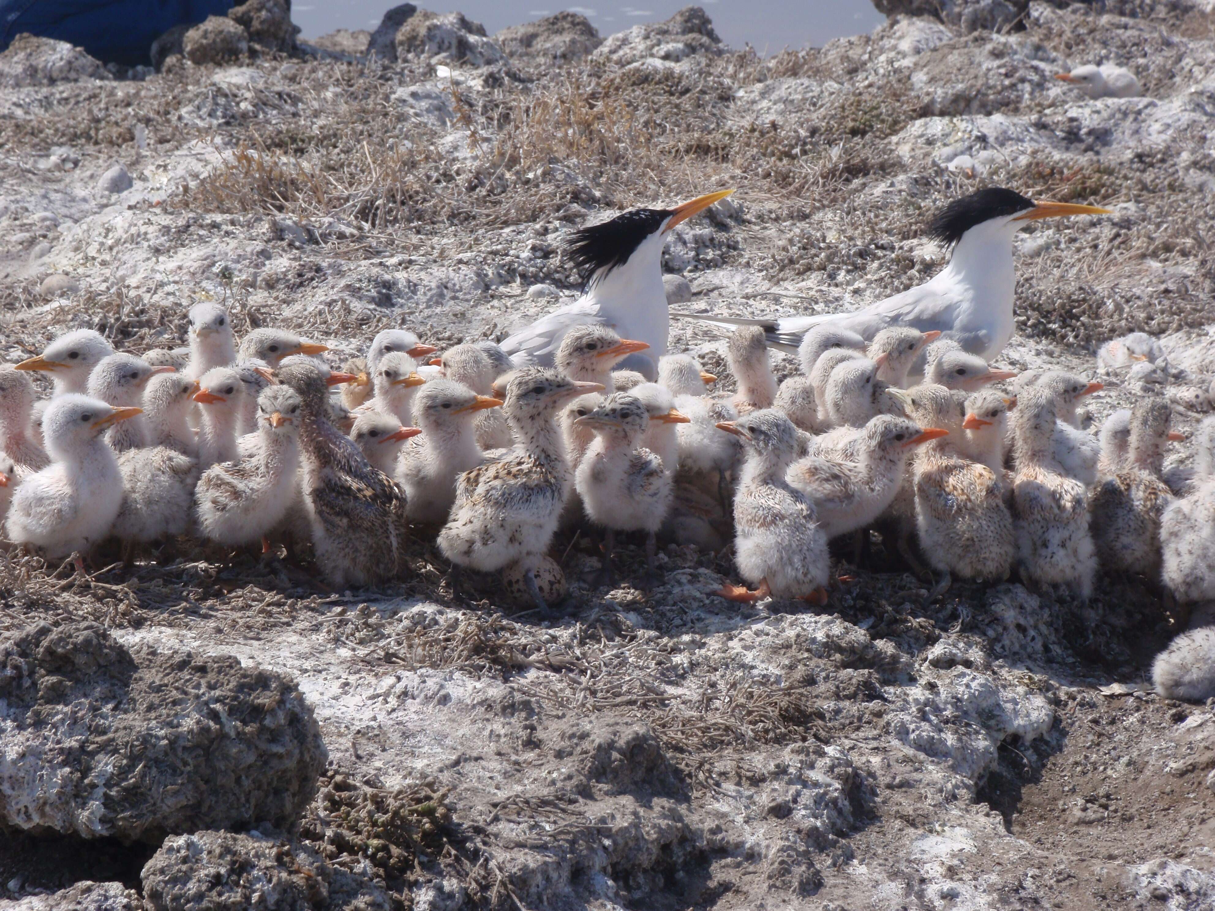 Image of Elegant Tern