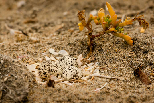 Image of silver bur ragweed