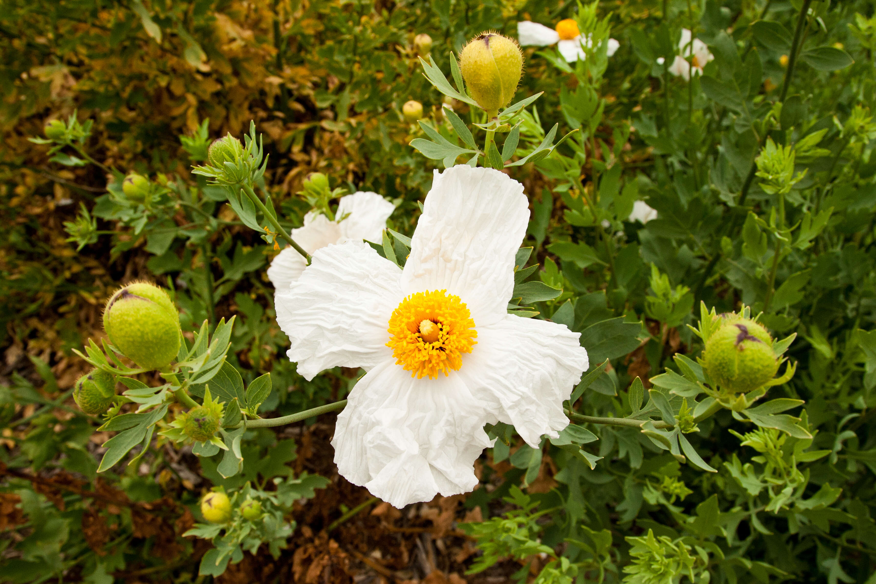 Image of Coulter's Matilija poppy