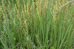 Image of Sea Arrowgrass