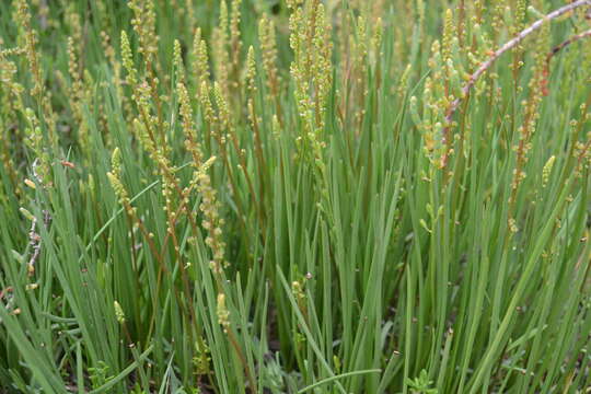 Image of Sea Arrowgrass