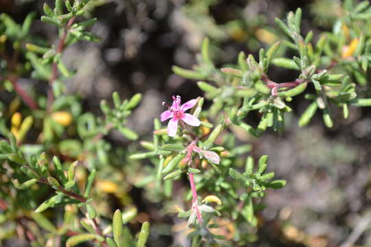 Image of alkali seaheath