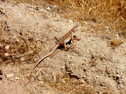 Image of Bluntnose Leopard Lizard