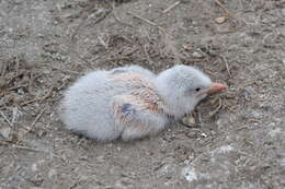 Image of Elegant Tern