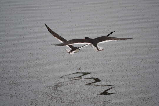 Image of shore flies