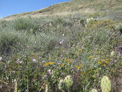 Image of San Clemente Island bushmallow