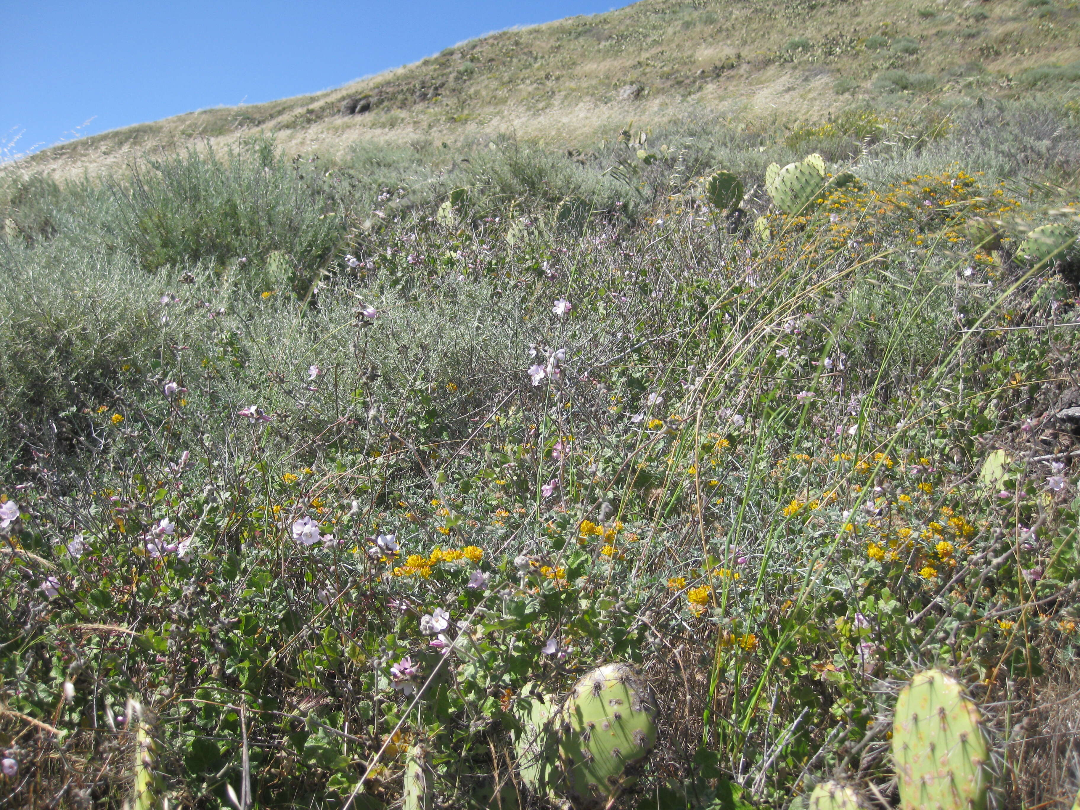 Imagem de Malacothamnus clementinus (Munz & L. M. Johnston) Kearney