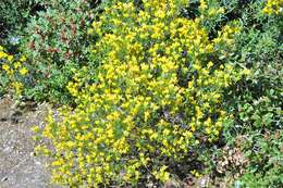 صورة Genista linifolia L.