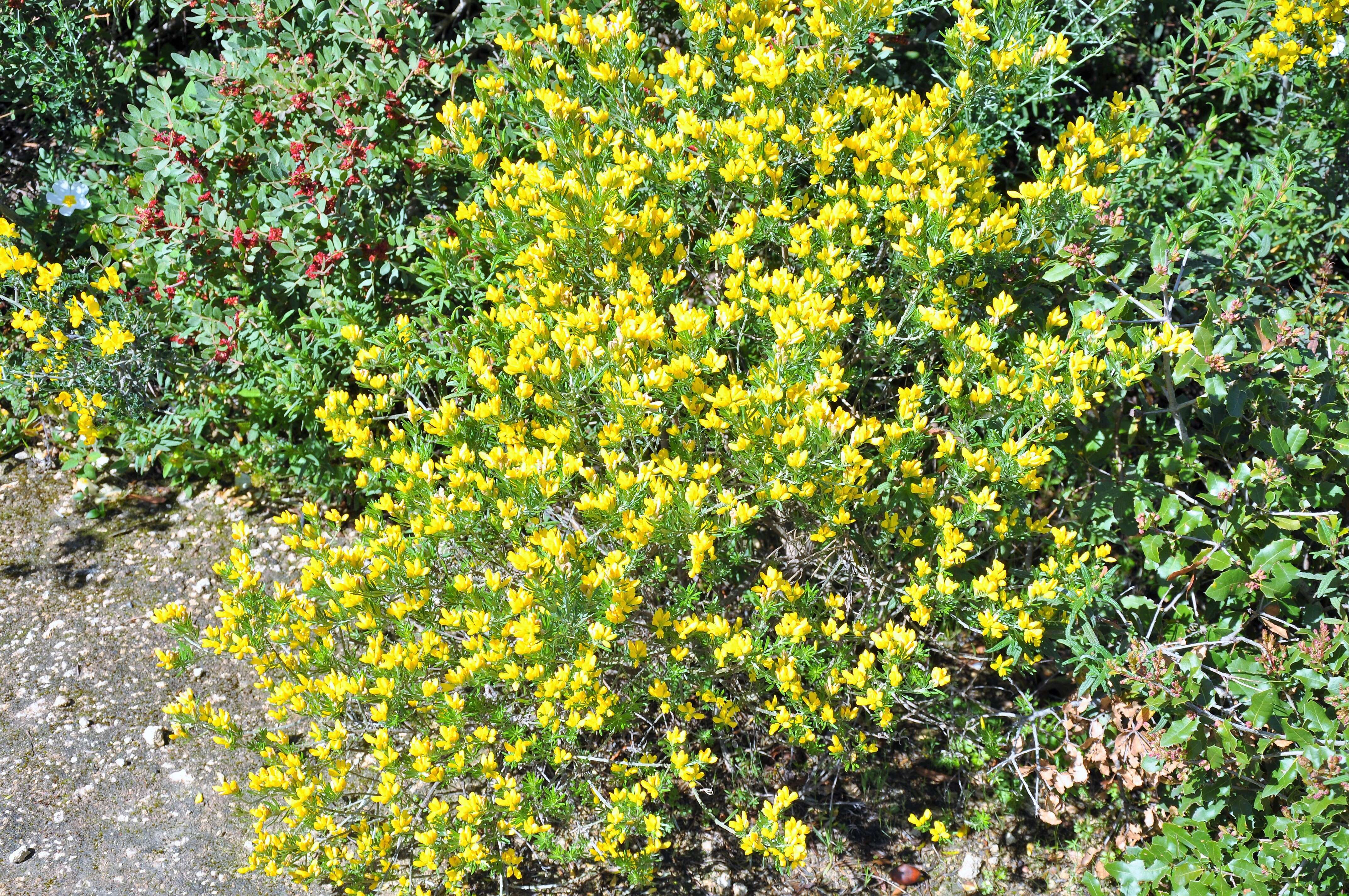 صورة Genista linifolia L.