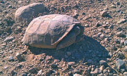 Image of desert tortoise