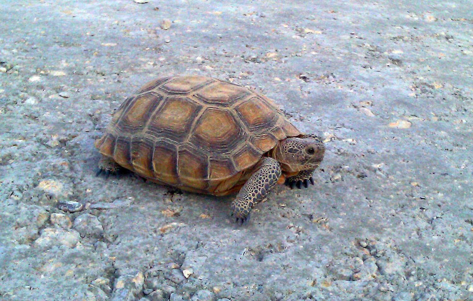 Image of desert tortoise