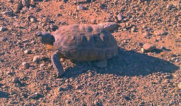 Image of desert tortoise