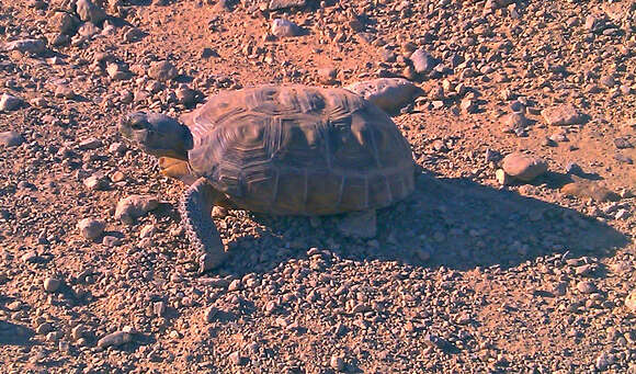 Image of desert tortoise