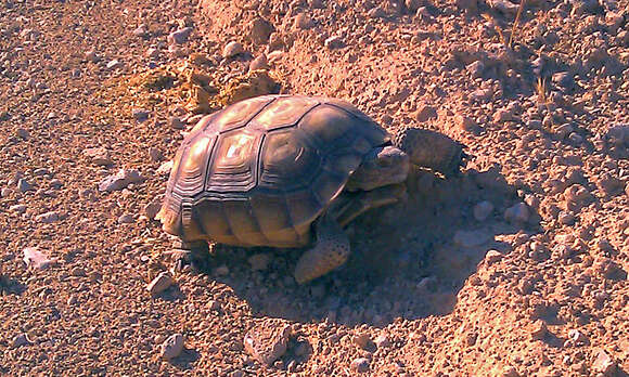 Image of desert tortoise