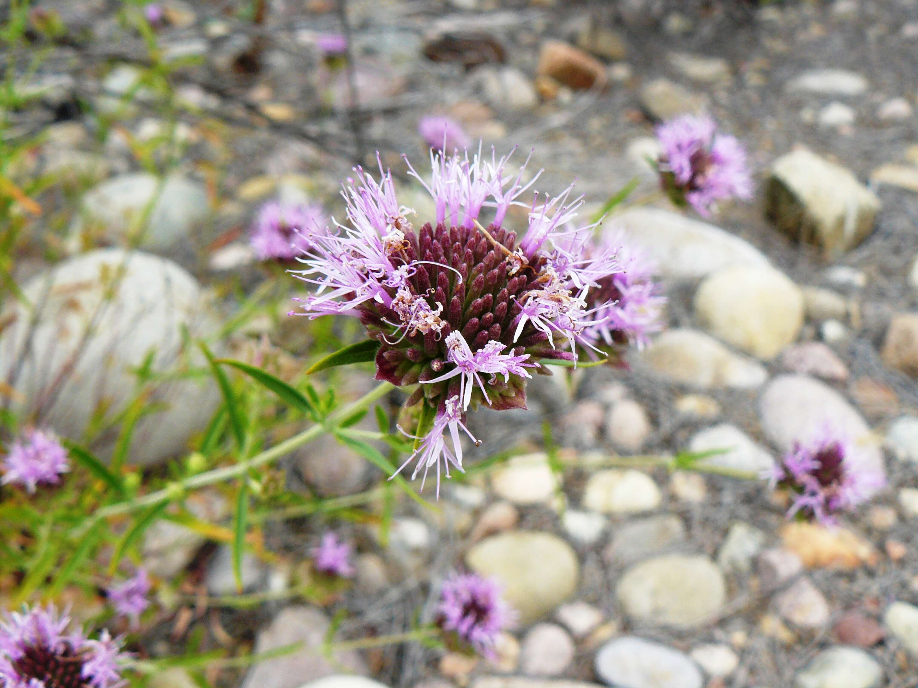 Image of Willowy Mountainbalm