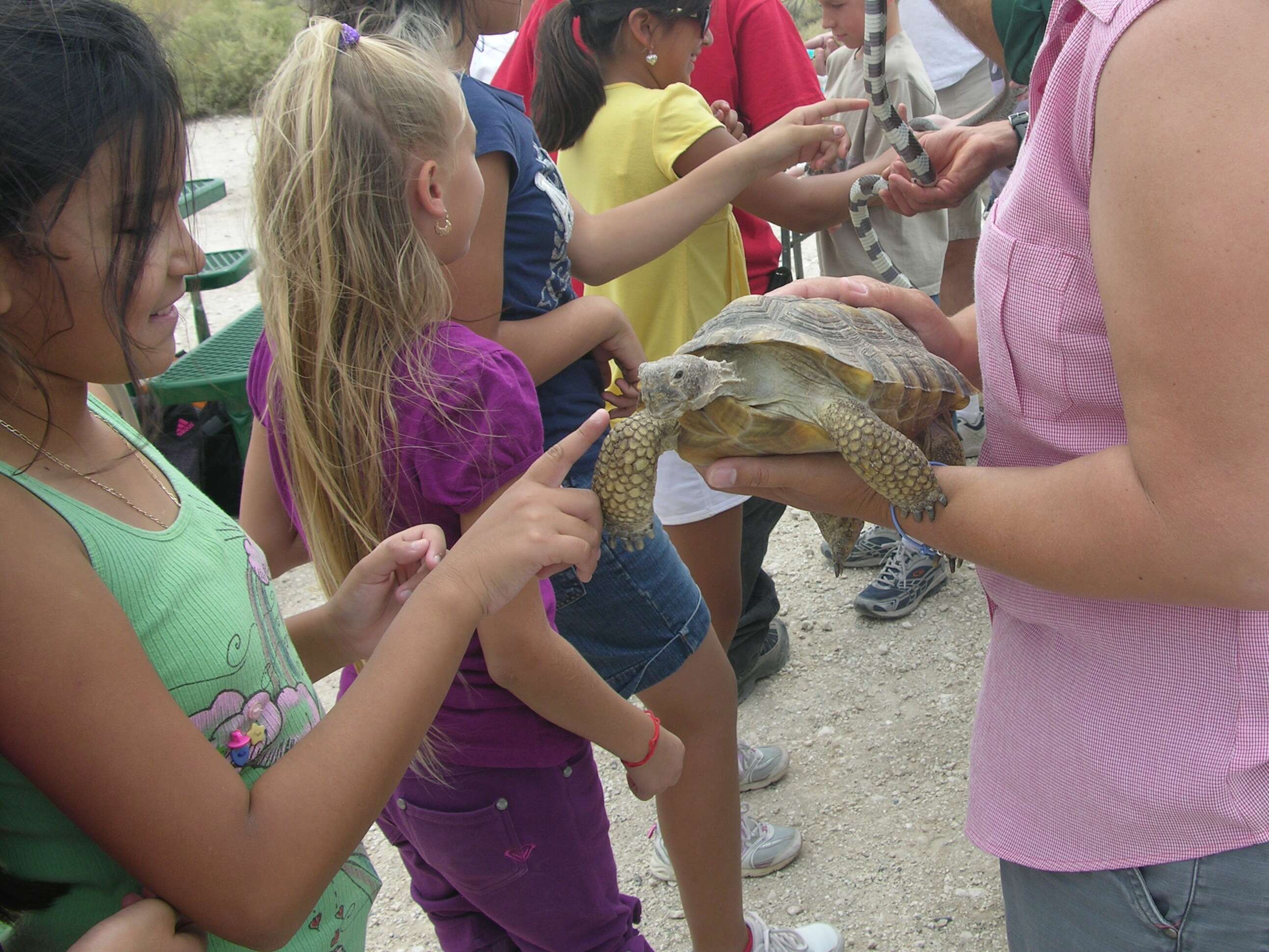 Image of desert tortoise