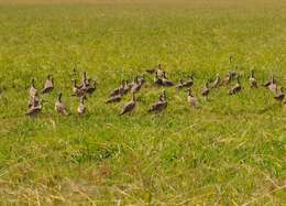 Image of Long-billed Curlew