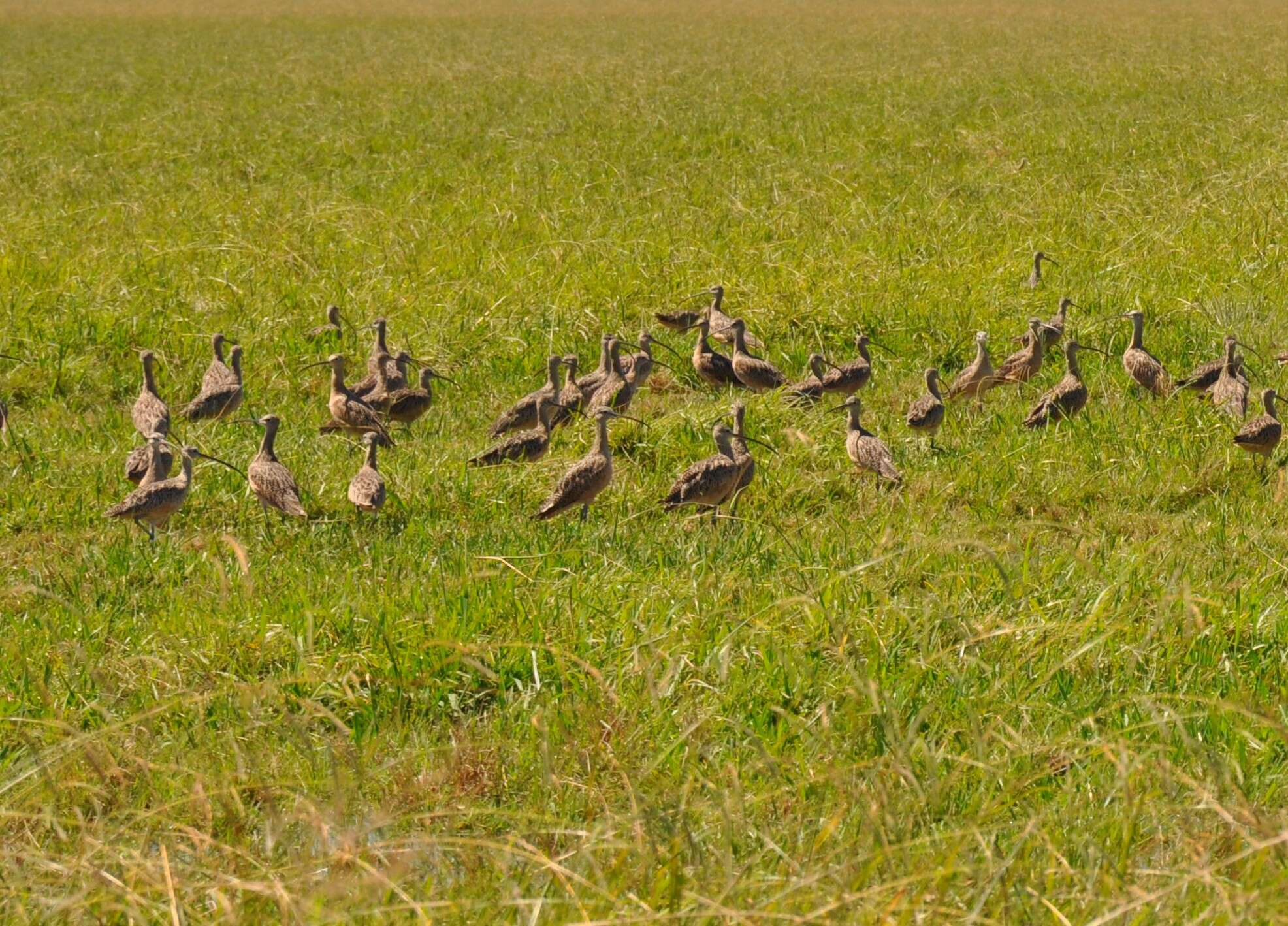 Image of Long-billed Curlew