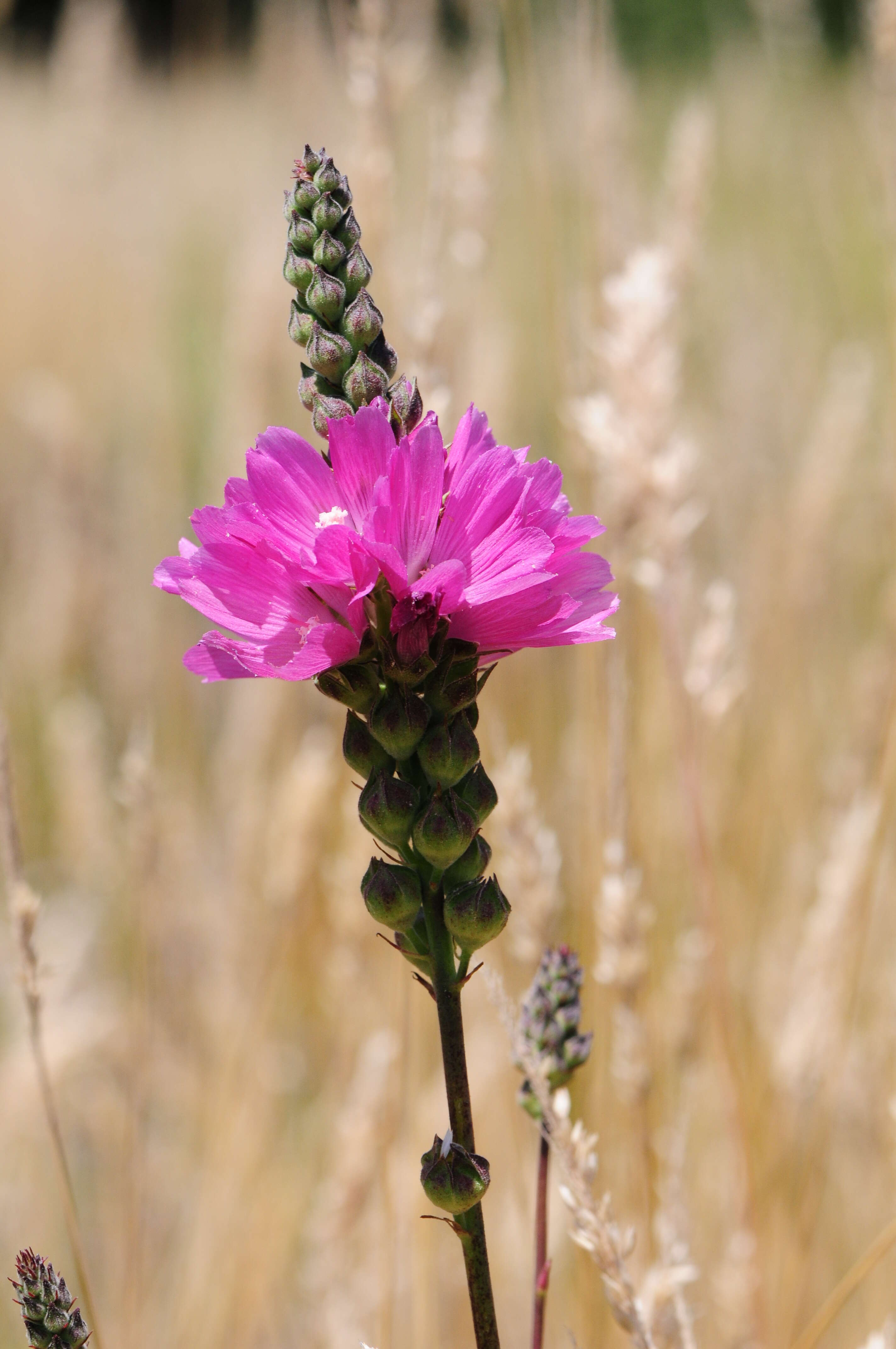 Image of Oregon checkerbloom