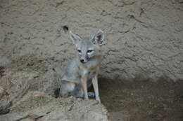 Image of Desert Fox