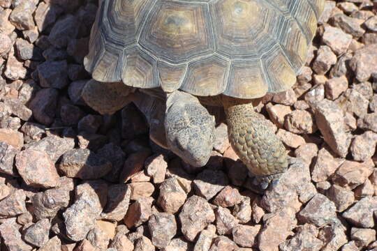 Image of desert tortoise