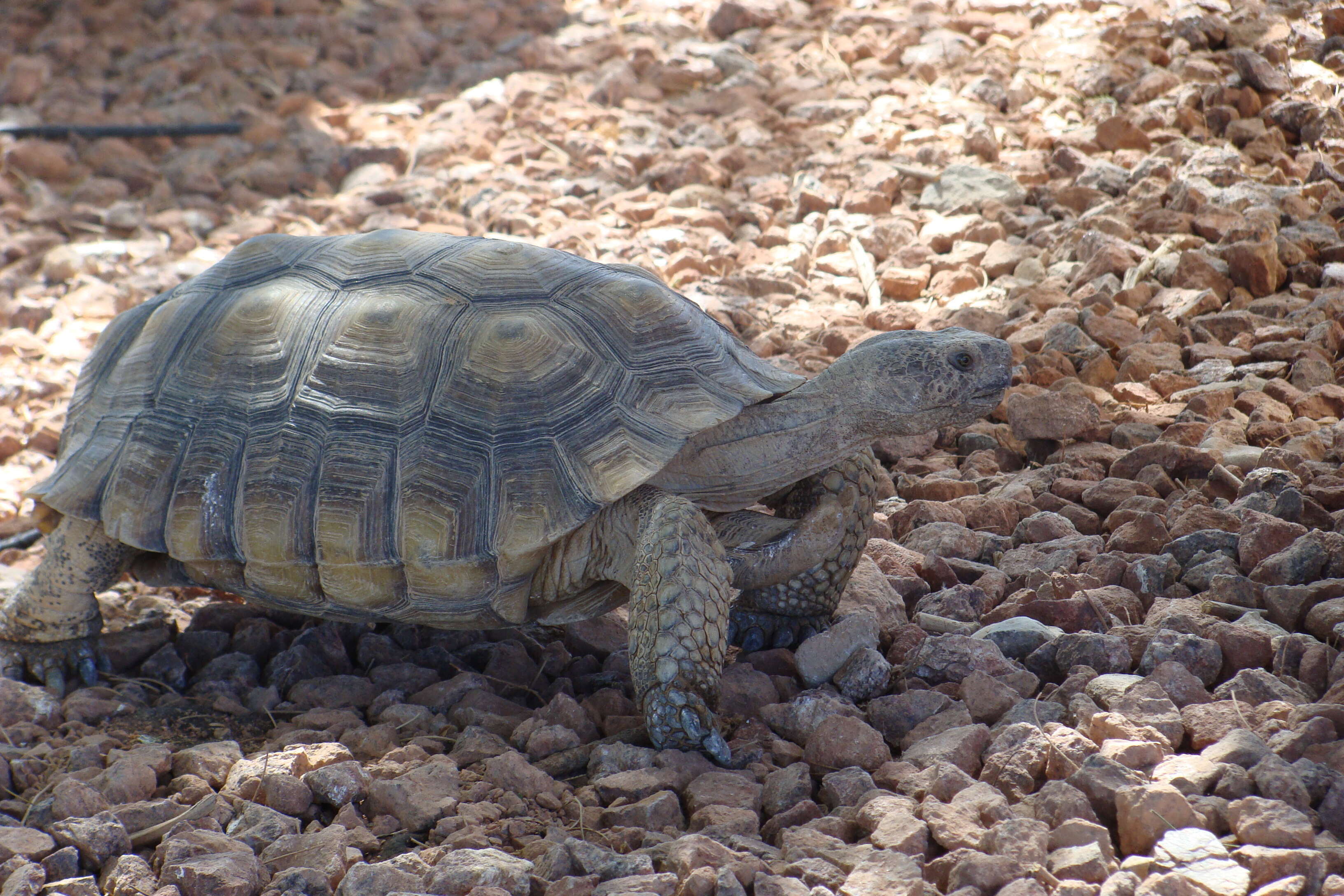 Image of desert tortoise