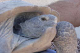 Image of desert tortoise