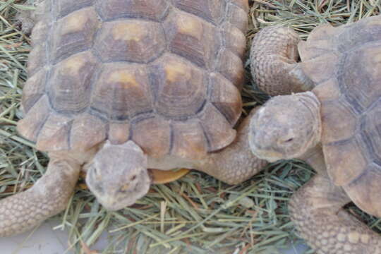 Image of desert tortoise