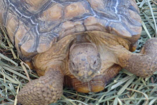 Image of desert tortoise